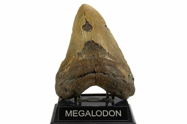 Fossil Megalodon Tooth - Huge NC Meg #328298